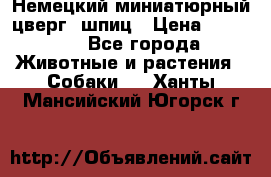 Немецкий миниатюрный(цверг) шпиц › Цена ­ 50 000 - Все города Животные и растения » Собаки   . Ханты-Мансийский,Югорск г.
